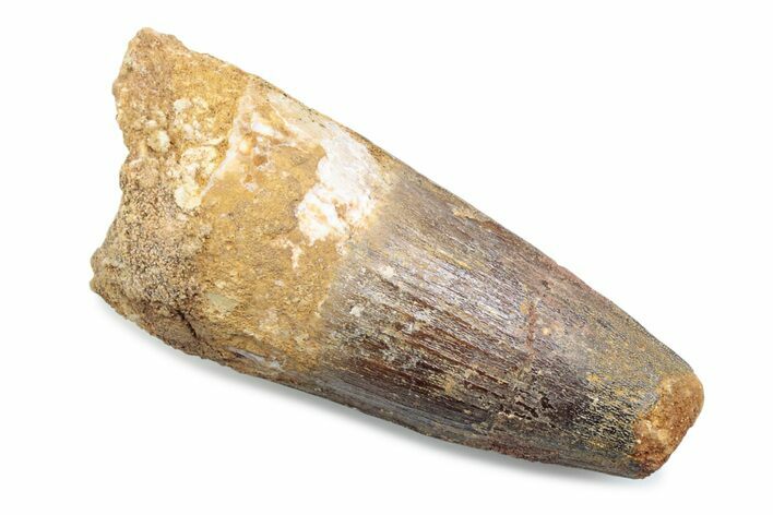Fossil Spinosaurus Tooth - Robust Tooth #370501